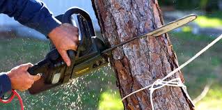 Best Tree Health Inspection  in Keansburg, NJ