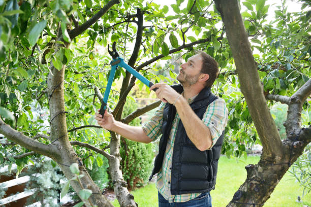 Best Fruit Tree Pruning  in Keansburg, NJ